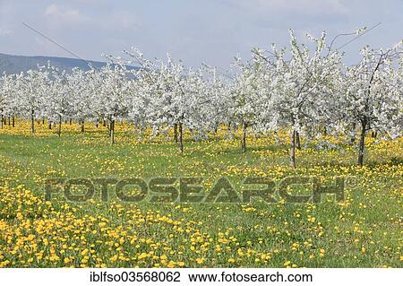 Stock Image - "White flowering cherry tree plantation, Wild Cherry or Sweet Cherry (Prunus avium) with yellow Dandelions (Taraxacum officinale), Thuringia, Germany, Europe". Fotosearch