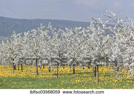"White flowering cherry tree plantation, Wild Cherry or Sweet Cherry (Prunus avium) with yellow Dandelions (Taraxacum officinale), Thuringia, Germany, Europe" View Large Photo Image Stock Photo - "White flowering cherry tree plantation, Wild Cherry or Sweet Cherry (Prunus avium) with yellow Dandelions (Taraxacum officinale), Thuringia, Germany, Europe". Fotosearch