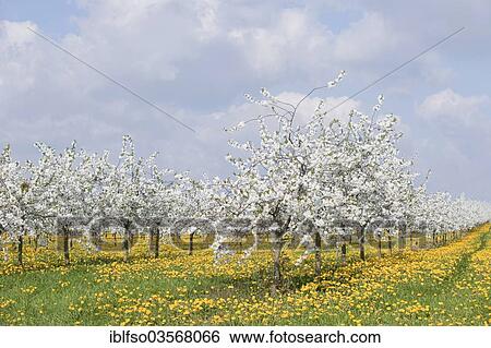 "White flowering cherry tree plantation, Wild Cherry or Sweet Cherry (Prunus avium) with yellow Dandelions (Taraxacum officinale), Thuringia, Germany, Europe" View Large Photo Image Stock Photograph - "White flowering cherry tree plantation, Wild Cherry or Sweet Cherry (Prunus avium) with yellow Dandelions (Taraxacum officinale), Thuringia, Germany, Europe". Fotosearch