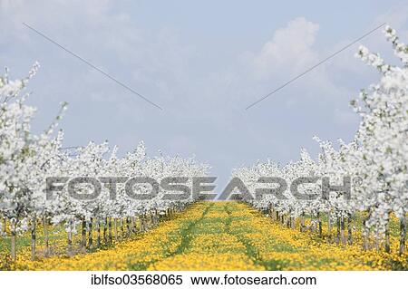 "White flowering cherry tree plantation, Wild Cherry or Sweet Cherry (Prunus avium) with yellow Dandelions (Taraxacum officinale), Thuringia, Germany, Europe" View Large Photo Image Stock Photography - "White flowering cherry tree plantation, Wild Cherry or Sweet Cherry (Prunus avium) with yellow Dandelions (Taraxacum officinale), Thuringia, Germany, Europe". Fotosearch
