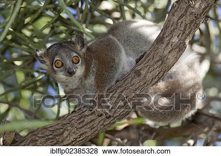 "White-footed Sportive Lemur (Lepilemur leucopus), adult, sitting on branch, Berenty Reserve, Madagascar, Africa" View Large Photo Image Stock Photo - "White-footed Sportive Lemur (Lepilemur leucopus), adult, sitting on branch, Berenty Reserve, Madagascar, Africa". Fotosearch