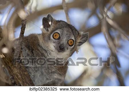 Stock Photography - "White-footed Sportive Lemur (Lepilemur leucopus), adult, Berenty Reserve, Madagascar, Africa". Fotosearch