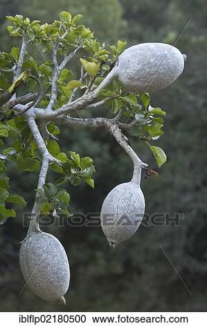 "White Gardenia (Gardenia thunbergia), close-up of fruits, Kirstenbosch National Botanical Garden, Cape Town, Western Cape, South Africa, Africa" View Large Photo Image Stock Image - "White Gardenia (Gardenia thunbergia), close-up of fruits, Kirstenbosch National Botanical Garden, Cape Town, Western Cape, South Africa, Africa". Fotosearch
