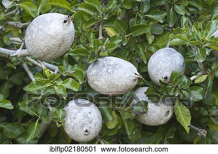 "White Gardenia (Gardenia thunbergia), close-up of fruits, Kirstenbosch National Botanical Garden, Cape Town, Western Cape, South Africa, Africa" View Large Photo Image Stock Image - "White Gardenia (Gardenia thunbergia), close-up of fruits, Kirstenbosch National Botanical Garden, Cape Town, Western Cape, South Africa, Africa". Fotosearch