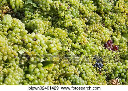 "White grape harvest, Balaton vineyards, Hungary, Europe" View Large Photo Image Stock Photo - "White grape harvest, Balaton vineyards, Hungary, Europe". Fotosearch