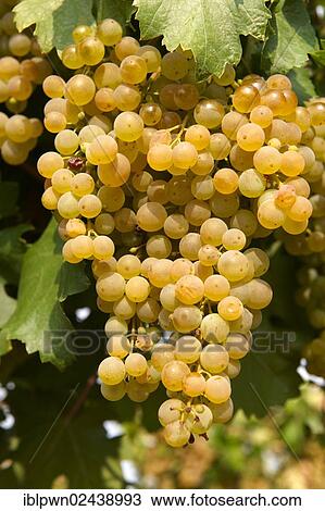 "White grapes in the vineyards of Hajos, Hungary, Europe" View Large Photo Image Stock Image - "White grapes in the vineyards of Hajos, Hungary, Europe". Fotosearch