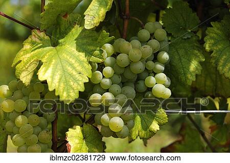 "White grapes (Vitis vinifera) growing on the vine, Kirchberg, Wipfeld, Lower Franconia, Bavaria, Germany, Europe" View Large Photo Image Stock Photo - "White grapes (Vitis vinifera) growing on the vine, Kirchberg, Wipfeld, Lower Franconia, Bavaria, Germany, Europe". Fotosearch