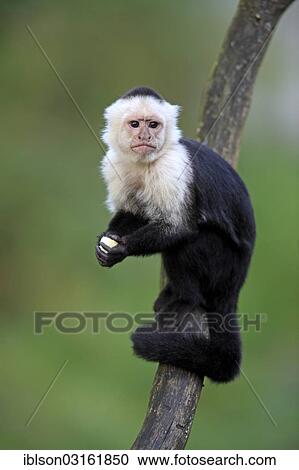 Stock Image - "White-headed Capuchin (Cebus capucinus), adult, captive, Apeldoorn, Gelderland, The Netherlands, Europe". Fotosearch