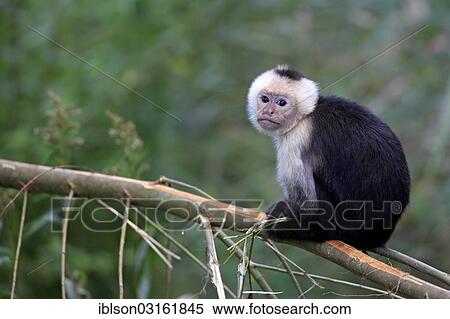 "White-headed Capuchin (Cebus capucinus), adult, captive, Apeldoorn, Gelderland, The Netherlands, Europe" View Large Photo Image Stock Photography - "White-headed Capuchin (Cebus capucinus), adult, captive, Apeldoorn, Gelderland, The Netherlands, Europe". Fotosearch