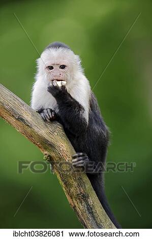"White-headed Capuchin or White-faced Capuchin (Cebus capucinus), captive, Germany, Europe" View Large Photo Image Stock Image - "White-headed Capuchin or White-faced Capuchin (Cebus capucinus), captive, Germany, Europe". Fotosearch