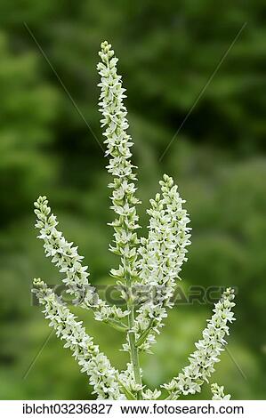 "White Hellebore or False Hellebore (Veratrum album), flowering, North Rhine-Westphalia, Germany, Europe" View Large Photo Image Stock Photo - "White Hellebore or False Hellebore (Veratrum album), flowering, North Rhine-Westphalia, Germany, Europe". Fotosearch