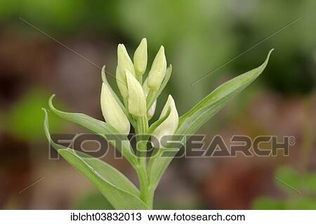 "White helleborine (Cephalanthera damasonium), Southern France, Provence, France, Europe" View Large Photo Image Stock Image - "White helleborine (Cephalanthera damasonium), Southern France, Provence, France, Europe". Fotosearch