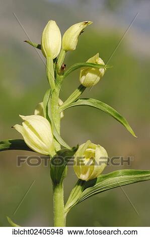 "White Helleborine (Cephalanthera damasonium), Provence, Southern France, France, Europe" View Large Photo Image Stock Photo - "White Helleborine (Cephalanthera damasonium), Provence, Southern France, France, Europe". Fotosearch
