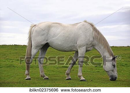 "White horse grazing on a pasture, PublicGround" View Large Photo Image Stock Photograph - "White horse grazing on a pasture, PublicGround". Fotosearch