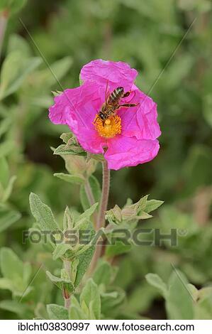 Stock Photo - "White-leaved Rock Rose (Cistus albidus), flower and Honey Bee (Apis mellifera), Provence, Southern France, France, Europe". Fotosearch
