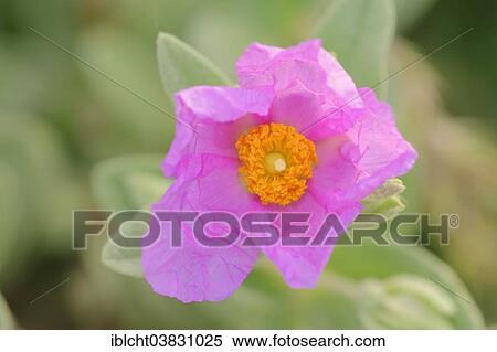 "White-leaved Rock Rose (Cistus albidus), flower and Honey Bee (Apis mellifera), Provence, Southern France, France, Europe" View Large Photo Image Stock Photography - "White-leaved Rock Rose (Cistus albidus), flower and Honey Bee (Apis mellifera), Provence, Southern France, France, Europe". Fotosearch