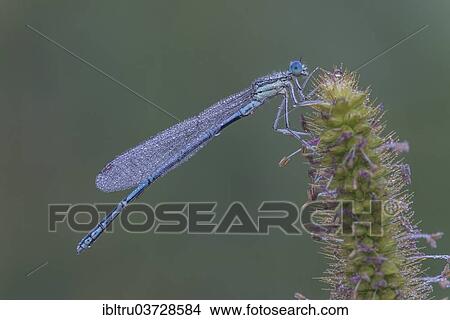 "White-legged Damselfly or Blue Featherleg (Platycnemis pennipes), Upper Austria, Austria, Europe" View Large Photo Image Picture - "White-legged Damselfly or Blue Featherleg (Platycnemis pennipes), Upper Austria, Austria, Europe". Fotosearch