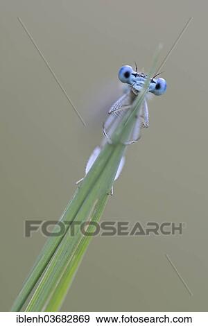"White-legged Damselfly or Blue Featherleg (Platycnemis pennipes), Emsland, Lower Saxony, Germany, Europe" View Large Photo Image Stock Photo - "White-legged Damselfly or Blue Featherleg (Platycnemis pennipes), Emsland, Lower Saxony, Germany, Europe". Fotosearch