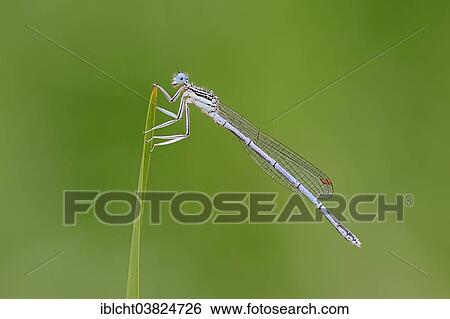 "White-legged Damselfly or Blue Featherleg (Platycnemis pennipes), male, North Rhine-Westphalia, Germany, Europe" View Large Photo Image Stock Photograph - "White-legged Damselfly or Blue Featherleg (Platycnemis pennipes), male, North Rhine-Westphalia, Germany, Europe". Fotosearch