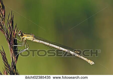 Stock Photography - "White-legged Damselfly or Blue Featherleg (Platycnemis pennipes), juvenile, North Rhine-Westphalia, Germany, Europe". Fotosearch