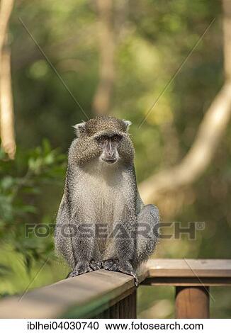 "White-lipped Guenon, Samango Monkey (Cercopithecus mitis labiatus) sitting on a balustrade, iSimangaliso-Wetland-Park, formerly Greater St Lucia Wetland Park, Kwazulu Natal, South Africa, Africa" View Large Photo Image Stock Image - "White-lipped Guenon, Samango Monkey (Cercopithecus mitis labiatus) sitting on a balustrade, iSimangaliso-Wetland-Park, formerly Greater St Lucia Wetland Park, Kwazulu Natal, South Africa, Africa". Fotosearch