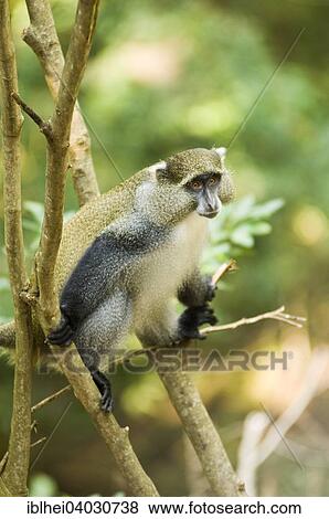 "White-lipped Guenon, Samango Monkey (Cercopithecus mitis labiatus) on the tree, iSimangaliso-Wetland-Park formerly Greater St Lucia Wetland Park, Kwazulu Natal, South Africa, Africa" View Large Photo Image Stock Photo - "White-lipped Guenon, Samango Monkey (Cercopithecus mitis labiatus) on the tree, iSimangaliso-Wetland-Park formerly Greater St Lucia Wetland Park, Kwazulu Natal, South Africa, Africa". Fotosearch