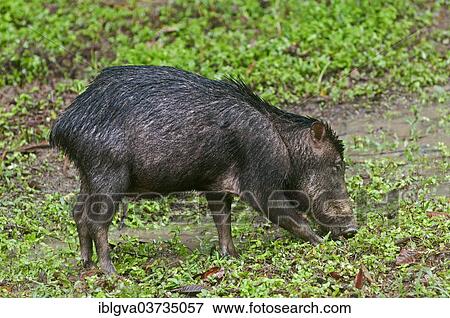 "White-lipped Peccary (Tayassu pecari), Tambopata Nature Reserve, Madre de Dios Region, Peru, South America" View Large Photo Image Stock Photo - "White-lipped Peccary (Tayassu pecari), Tambopata Nature Reserve, Madre de Dios Region, Peru, South America". Fotosearch
