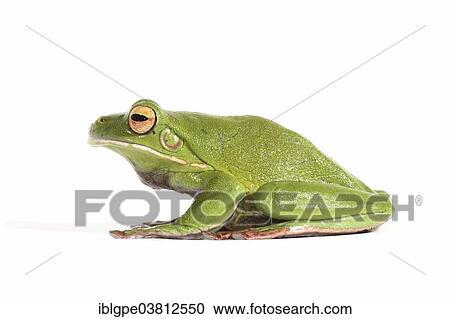 White-lipped Tree Frog (Litoria infrafrenata) View Large Photo Image Stock Image - White-lipped Tree Frog (Litoria infrafrenata). Fotosearch