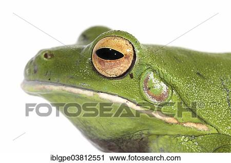 White-lipped Tree Frog (Litoria infrafrenata) View Large Photo Image Stock Image - White-lipped Tree Frog (Litoria infrafrenata). Fotosearch