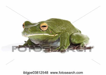White-lipped Tree Frog (Litoria infrafrenata) View Large Photo Image Stock Photo - White-lipped Tree Frog (Litoria infrafrenata). Fotosearch