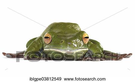 White-lipped Tree Frog (Litoria infrafrenata) View Large Photo Image Stock Photo - White-lipped Tree Frog (Litoria infrafrenata). Fotosearch
