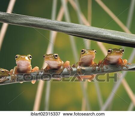 White-lipped Tree Frogs (Litoria infrafrenata) sitting side-by-side on a blade of grass View Large Photo Image Stock Photo - White-lipped Tree Frogs (Litoria infrafrenata) sitting side-by-side on a blade of grass. Fotosearch