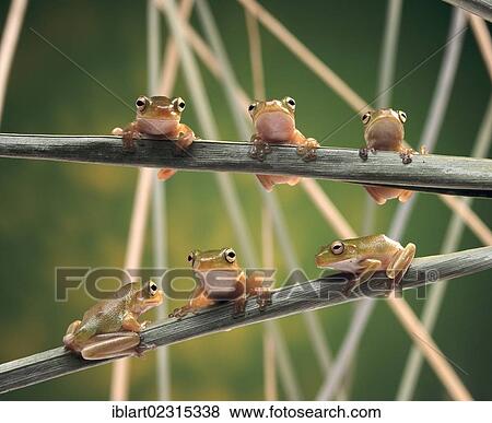 Stock Photo - White-lipped Tree Frogs (Litoria infrafrenata) sitting side-by-side on a blade of grass. Fotosearch