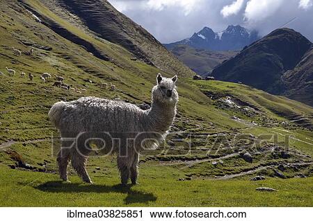 "White Llama in the Andes, Ollantaytambo, near Cusco, Peru, South America" View Large Photo Image Stock Image - "White Llama in the Andes, Ollantaytambo, near Cusco, Peru, South America". Fotosearch