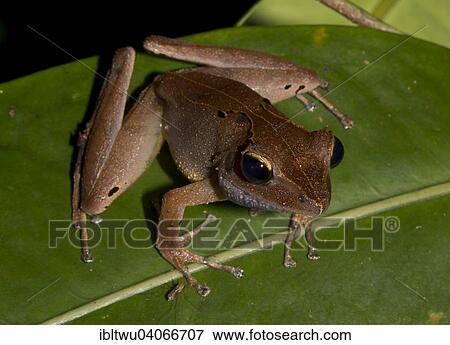 "White Madagascar Frog (Gephyromantis luteus), Nosy Mangabe, northeastern Madagascar, Madagascar, Africa" View Large Photo Image Stock Photo - "White Madagascar Frog (Gephyromantis luteus), Nosy Mangabe, northeastern Madagascar, Madagascar, Africa". Fotosearch