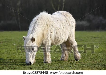 "White mini Shetland pony, Schleswig-Holstein, Germany, Europe" View Large Photo Image Stock Photo - "White mini Shetland pony, Schleswig-Holstein, Germany, Europe". Fotosearch