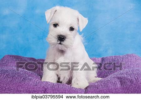 "White Miniature Schnauzer, puppy" View Large Photo Image Picture - "White Miniature Schnauzer, puppy". Fotosearch