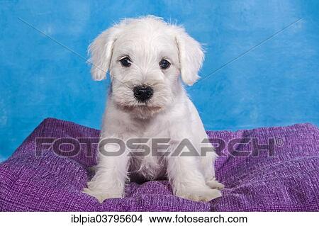 "White Miniature Schnauzer, puppy" View Large Photo Image Picture - "White Miniature Schnauzer, puppy". Fotosearch