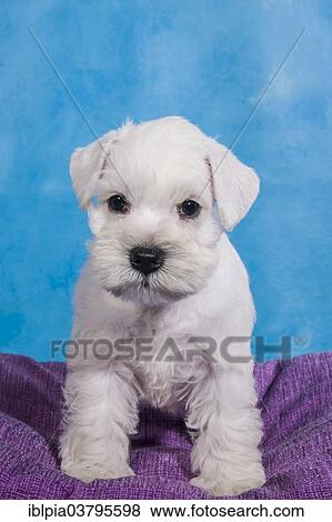 "White Miniature Schnauzer, puppy" View Large Photo Image Stock Photo - "White Miniature Schnauzer, puppy". Fotosearch