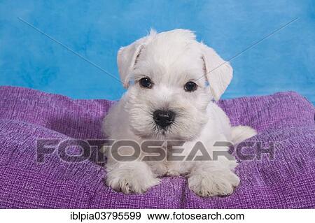 Stock Photo - "White Miniature Schnauzer, puppy". Fotosearch