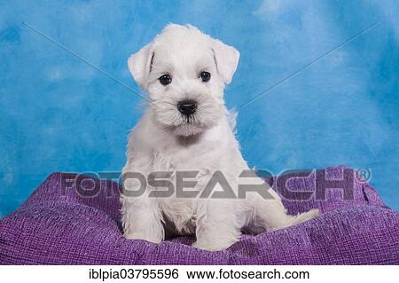 "White Miniature Schnauzer, puppy" View Large Photo Image Stock Photograph - "White Miniature Schnauzer, puppy". Fotosearch