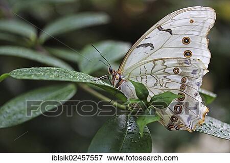 White Morpho butterfly (Morpho polyphemus) View Large Photo Image Stock Photo - White Morpho butterfly (Morpho polyphemus). Fotosearch