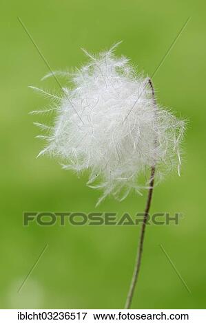 "White Mountain Avens, White Dryas or White Dryad (Dryas octopetala), seed head, Bavaria, Germany, Europe" View Large Photo Image Stock Photo - "White Mountain Avens, White Dryas or White Dryad (Dryas octopetala), seed head, Bavaria, Germany, Europe". Fotosearch