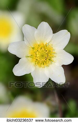 "White Mountain Avens, White Dryas or White Dryad (Dryas octopetala), flowering, Bavaria, Germany, Europe" View Large Photo Image Stock Photo - "White Mountain Avens, White Dryas or White Dryad (Dryas octopetala), flowering, Bavaria, Germany, Europe". Fotosearch