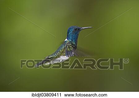 "White-naped Jacobin (Florisuga mellivora) male, Tandayapa, Ecuador, South America" View Large Photo Image Stock Image - "White-naped Jacobin (Florisuga mellivora) male, Tandayapa, Ecuador, South America". Fotosearch