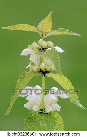 "White nettle or white dead-nettle (Lamium album), stem with flowers, North Rhine-Westphalia, Germany, Europe" View Large Photo Image Stock Image - "White nettle or white dead-nettle (Lamium album), stem with flowers, North Rhine-Westphalia, Germany, Europe". Fotosearch