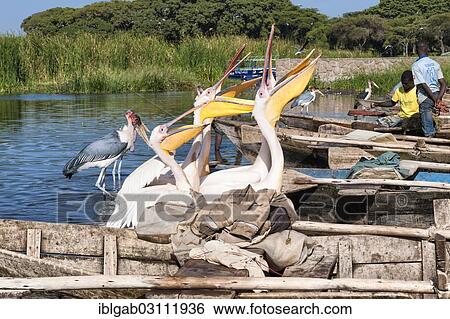 "White pelicans (Pelecanus onocrotalus) begging for fish, Awasa harbor, Awasa, Ethiopia, Africa" View Large Photo Image Stock Photograph - "White pelicans (Pelecanus onocrotalus) begging for fish, Awasa harbor, Awasa, Ethiopia, Africa". Fotosearch