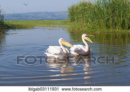 "White pelicans (Pelecanus onocrotalus), Awasa harbor, Awasa, Ethiopia, Africa" View Large Photo Image Stock Image - "White pelicans (Pelecanus onocrotalus), Awasa harbor, Awasa, Ethiopia, Africa". Fotosearch