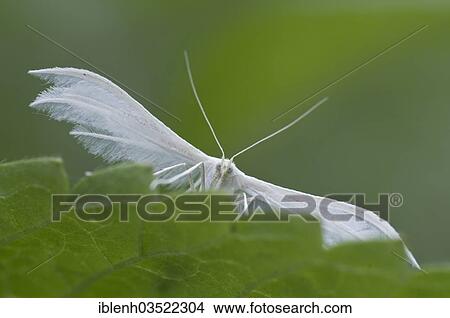 Picture - "White Plume Moth (Pterophorus pentadactyla), Haren, Emsland, Lower Saxony, Germany, Europe". Fotosearch