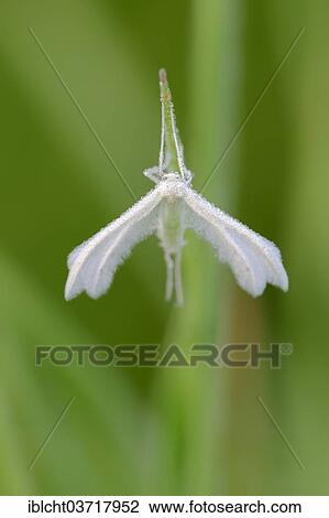 "White Plume Moth (Pterophorus pentadactyla), North Rhine-Westphalia, Germany, Europe" View Large Photo Image Stock Image - "White Plume Moth (Pterophorus pentadactyla), North Rhine-Westphalia, Germany, Europe". Fotosearch